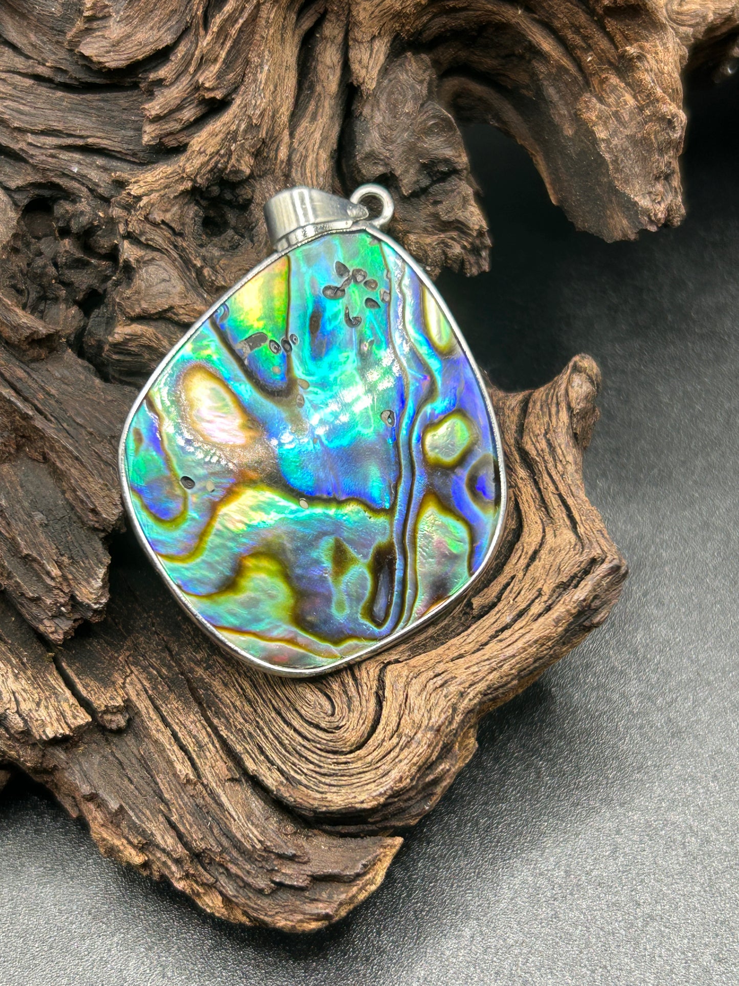 Abalone Muschel